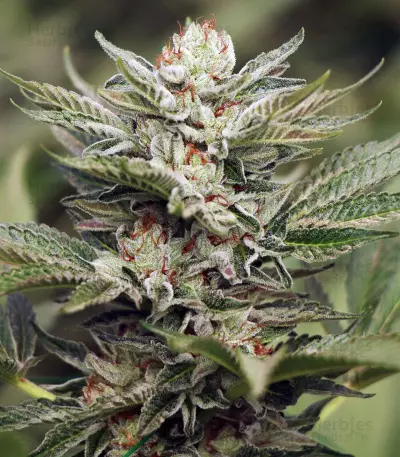 Sapphire Scout (Humboldt Seeds Organization) Cannabis-Samen