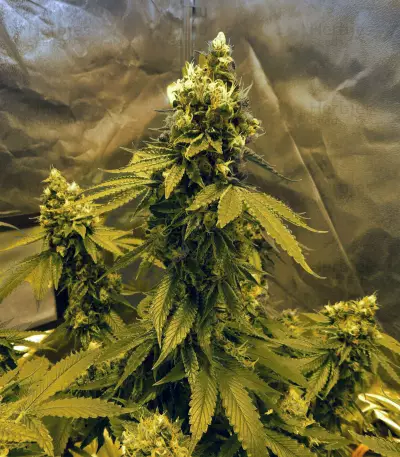 Sour Tangie (Reserva Privada) Cannabis-Samen