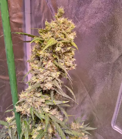 Tangie'matic Auto feminisierte Samen (Fast Buds)