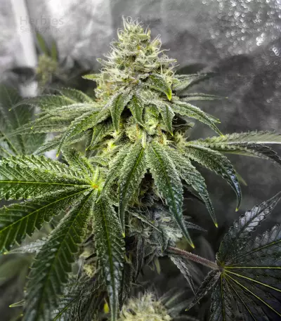 Wedding Gelato (RQS) Cannabis-Samen