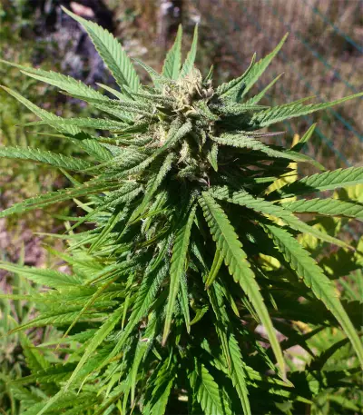 Widow Remedy regular (Barney's Farm) Cannabis-Samen
