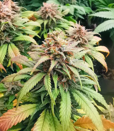 Amnesia Mac Ganja strain
