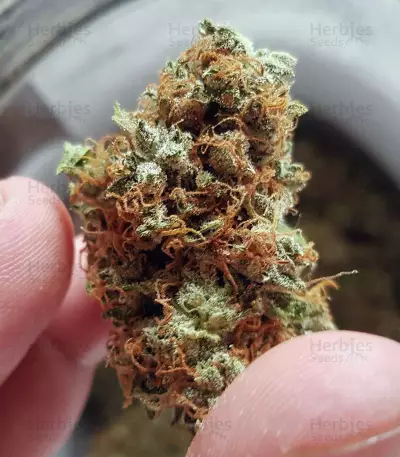 Big Bud Autoflower strain