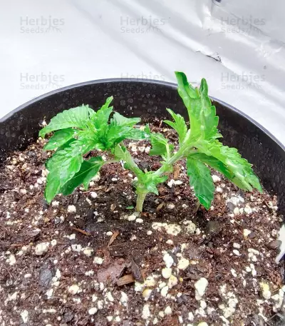 Blue Pyramid (Pyramid Seeds) Cannabis-Samen