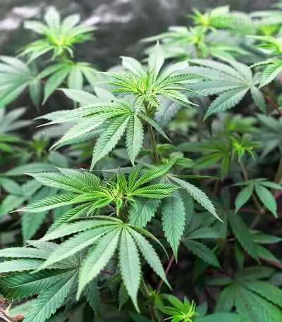 Critical Gorilla (Expert Seeds) Cannabis-Samen