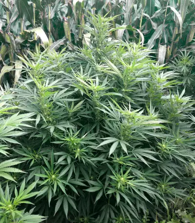 Critical Lights (Expert Seeds) Cannabis-Samen