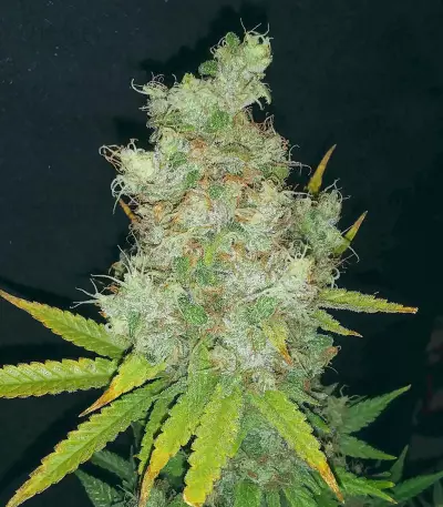 G13 x Blueberry Headband (Emerald Triangle Seeds) Cannabis-Samen