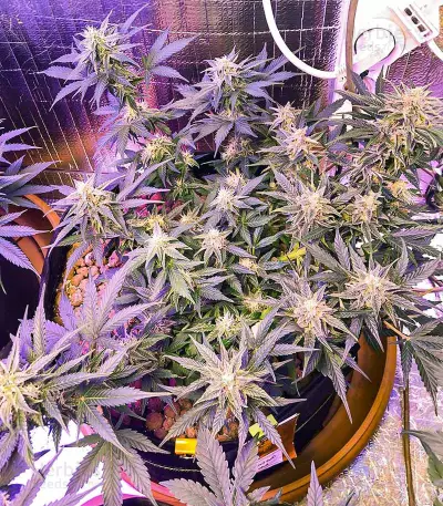 Gelato Glue Autoflower feminisierte Samen (EGS)