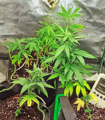Godzilla Original Glue GG#4 Auto-Samen (Herbies Seeds)