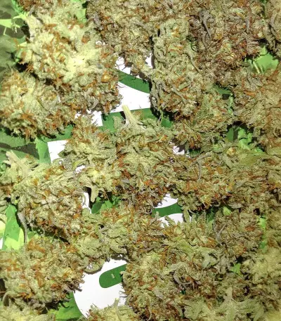 Gorilla x Lilly (Expert Seeds) Cannabis-Samen