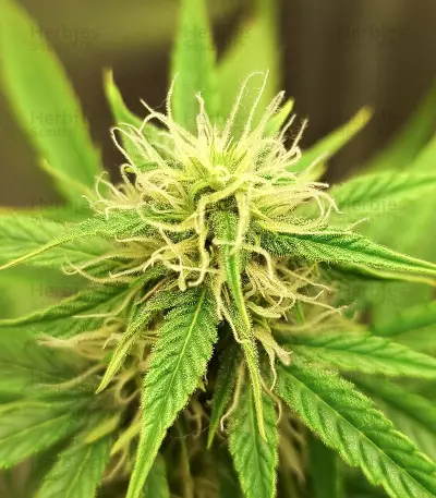 Lemon Haze Auto (Expert Seeds) Cannabis-Samen
