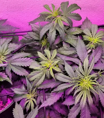 Northern Lights Auto (Expert Seeds) Cannabis-Samen
