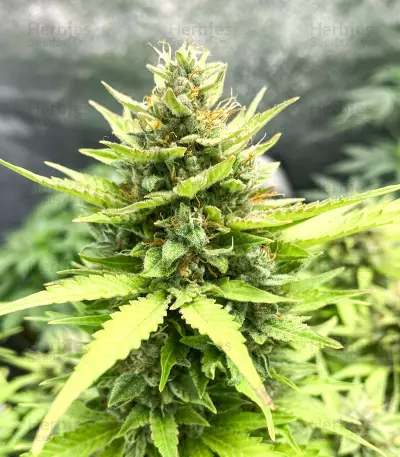 Northern Lights x Big Bud Auto (Expert Seeds) Cannabis-Samen