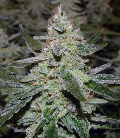 O.G. Kush Autoflower feminisierte Samen (Seedstockers)