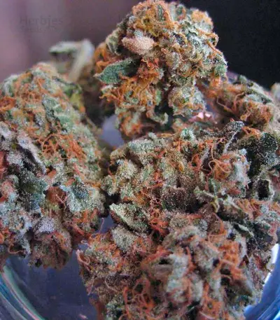Pure Kush (GHS) Cannabis-Samen