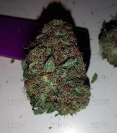 Purple Punch Cookies feminisierte Samen (Original Sensible Seeds)