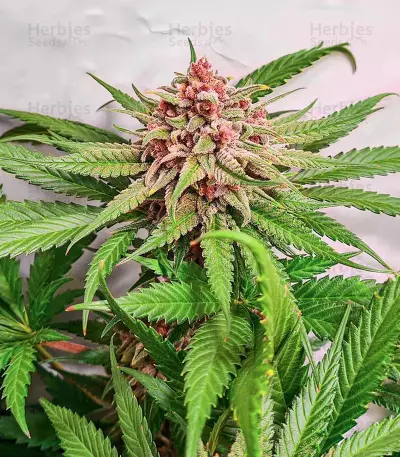Still Bubba feminisierte Samen (AlphaFem Seeds)