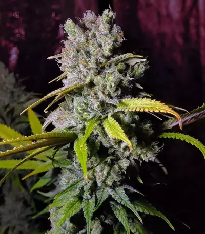 Blue Gelato 41 feminisierte Samen