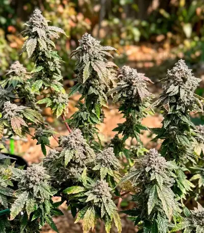 Cream Auto (BlimBurn Seeds)