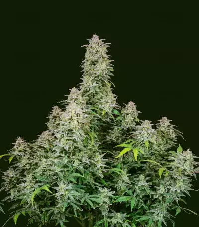Forbidden Runtz Auto feminisierte Samen (Fast Buds)