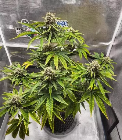 Forgotten Cookies Auto (Mephisto Genetics) Cannabis-Samen
