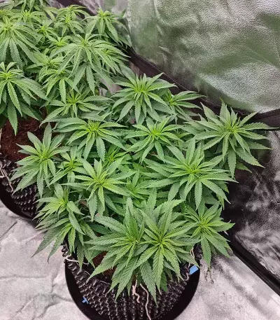 Haze Berry (RQS) Cannabis-Samen