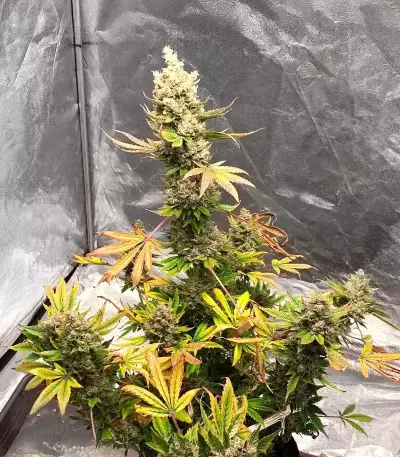 Mango Sherbert Autoflower feminisierte Samen (Humboldt Seed Company)