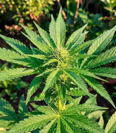Medi Bomb 2 (Bomb Seeds) Cannabis-Samen
