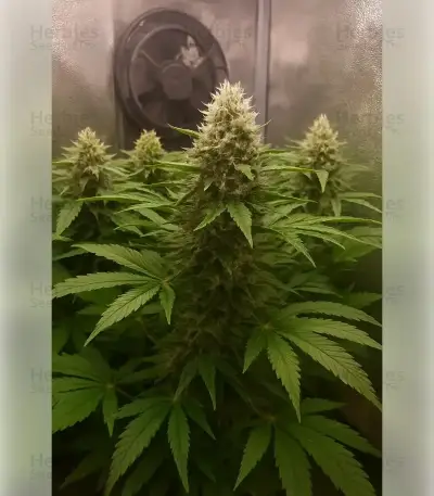 Northern Light Automatic (RQS) Cannabis-Samen