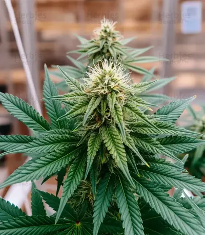 Papaya Frosting (Barney's Farm)