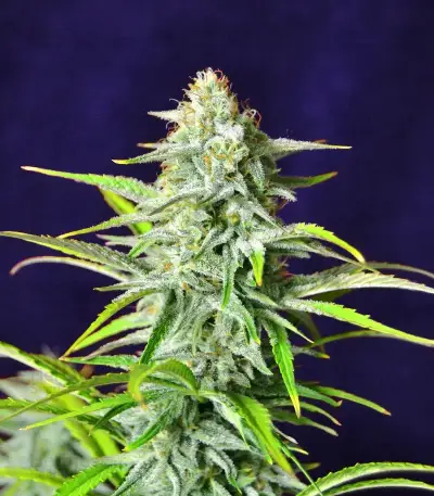 Section 781 Autoflowering (Blimburn x Herbies)