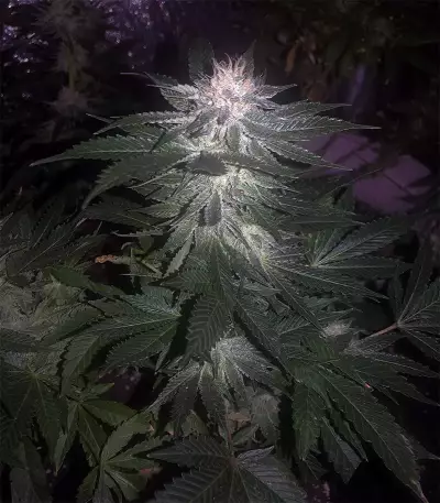 The New (Humboldt Seeds Organization) Cannabis-Samen