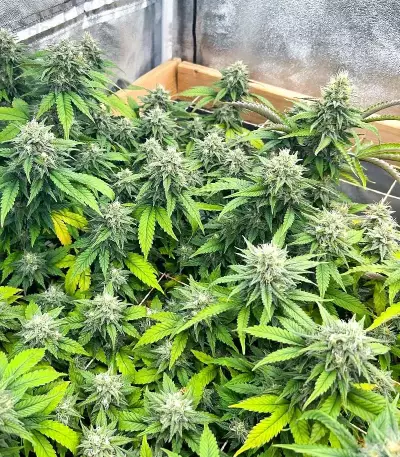 The Upsetter feminisierte Samen (Humboldt Seed Company)