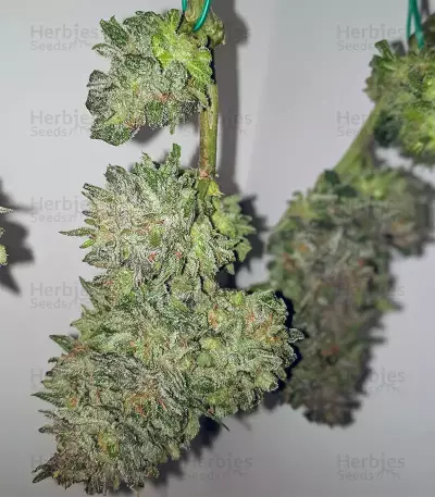 Trans Siberian Auto (Auto Seeds) Cannabis-Samen