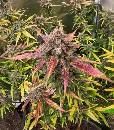 Tropicanna Poison XL Auto feminisierte Samen (Sweet Seeds)