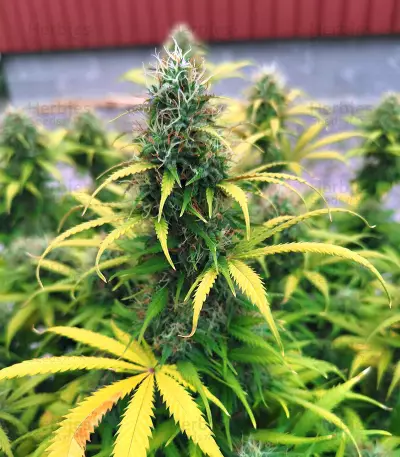 Original Auto Critical (Fast Buds) Cannabis-Samen