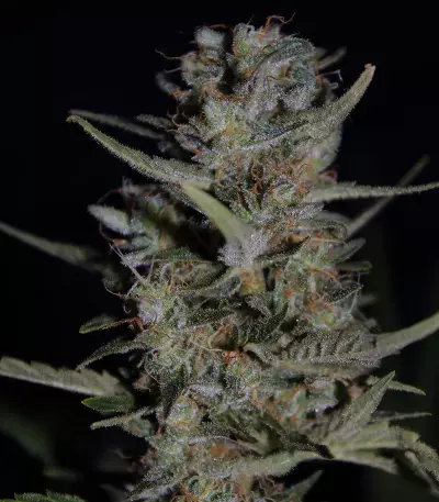 Purple Paralysis (Cream of the Crop Seeds) Cannabis-Samen
