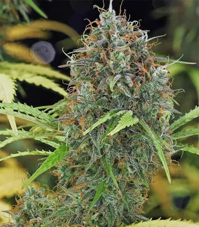 Amnesia Haze Automatic (RQS) Cannabis-Samen