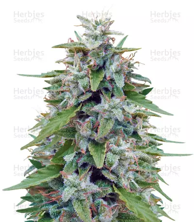 Bangi Haze (Ace Seeds) Cannabis-Samen