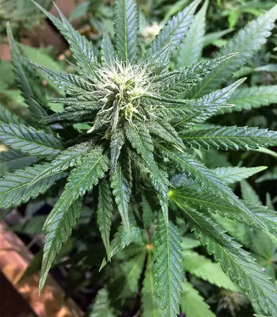 Black Destroyer (Original Sensible Seeds) Cannabis-Samen