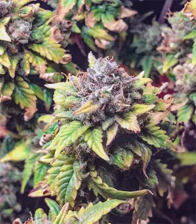 Blue Mystic strain