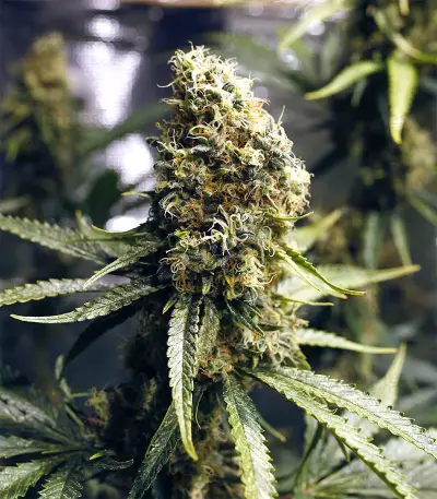 Blueberry OG cannabis strain