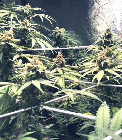 Bubblegum (T.H. Seeds) Cannabis-Samen