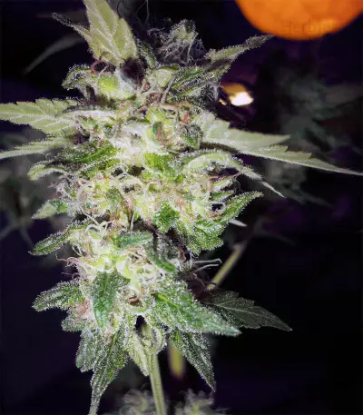 Burmese Kush (Kera Seeds)