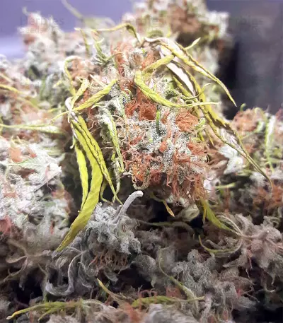 Buzz Light Gear (Dr. Krippling Seeds) Cannabis-Samen