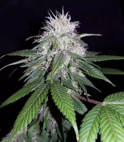 CBD 1:1 Silver Lime Haze Autoflower (Seedstockers)