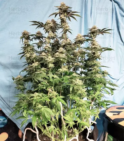 Cinderella 99 (Growers Choice) Cannabis-Samen