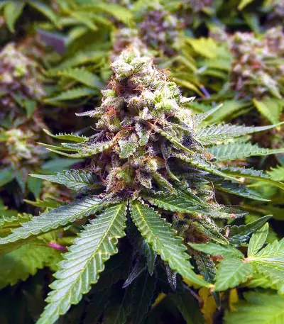 Early Widow (Advanced Seeds) Cannabis-Samen