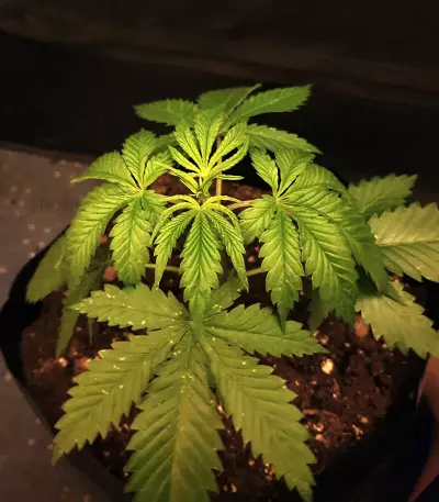 Gelato (Original Sensible Seeds) Cannabis-Samen