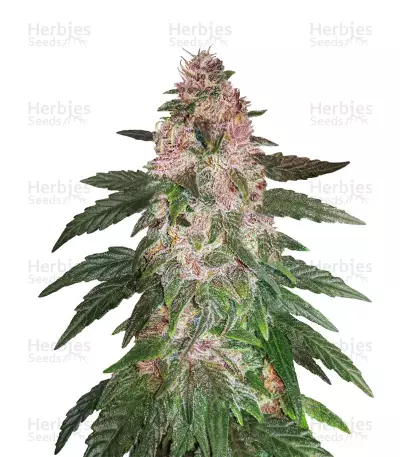 Gorilla Autoflowering (Dinafem Seeds) Cannabis-Samen